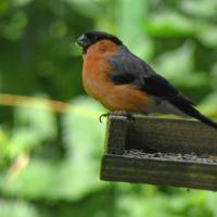 Bullfinch, Rodley Nature Reserve, 10th August 2021