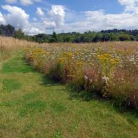 Meadow, Rodley Nature Reserve, 10th August 2021