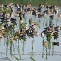 Black-tailed Godwits, Leighton Moss, 7th September 2021
