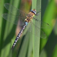 Migrant Hawker, Leighton Moss, 7th September 2021