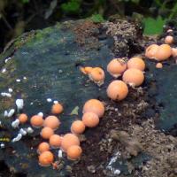 Coral Spot Fungus, Gallow's Hill Nature Reserve, 12th October 2021