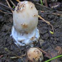 Unidentified fungus, Gallow's Hill Nature Reserve, 12th October 2021