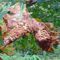 Spangle Gall On Oak, Gallow's Hill Nature Reserve, 12th October 2021