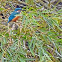 Kingfisher, Gallow's Hill Nature Reserve, 12th October 2021
