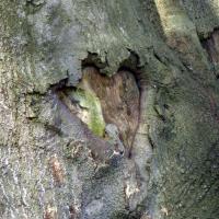 We love trees! Devonshire Park, 2nd November 2021