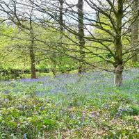 a mass of bluebells on the woodland floor