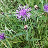Common Knapweed, Rayed Form, Raw Nook, 20th July 2021