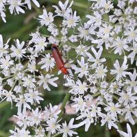Soldier Beetle On Hogweed,Raw Nook,  20th July 2021