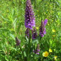 Common Spotted Orchids, Burley-In-Wharfedale, 15th June 2021