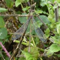 Willow Emerald Damselfly, North Cave, 19 Sept 2023