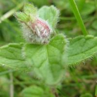 Gall on speedwell Lathkill Dale