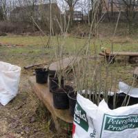 Ash saplings for Forest of Bradford