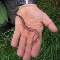worm in hand