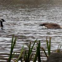 Canada Geese on Coppice Pond