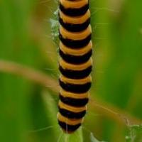Cinnabar Moth Caterpillar on Ragwort