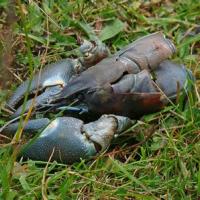 Crayfish Remains