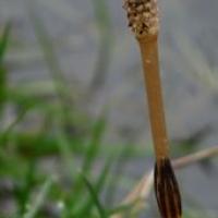 Greater Horsetail