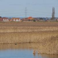 View Across the Reeds