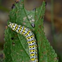 Mullein Moth Caterpillar on Figwort
