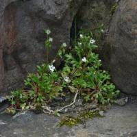 Rue-Leaved Saxifrage