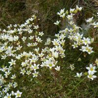 Mossy Saxifrage, Ribblehead, 22nd June 2021