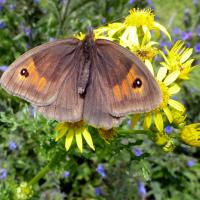 Meadow Brown, High Batts, 25th July 2023