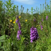 Orchid Patch, Burley-In-Wharfedale, 15th June 2021