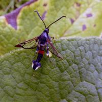 Red-tipped Clearwing, High Batts, 25th July 2023