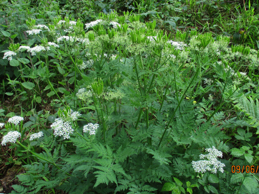 Sweet Cicely, 9th June