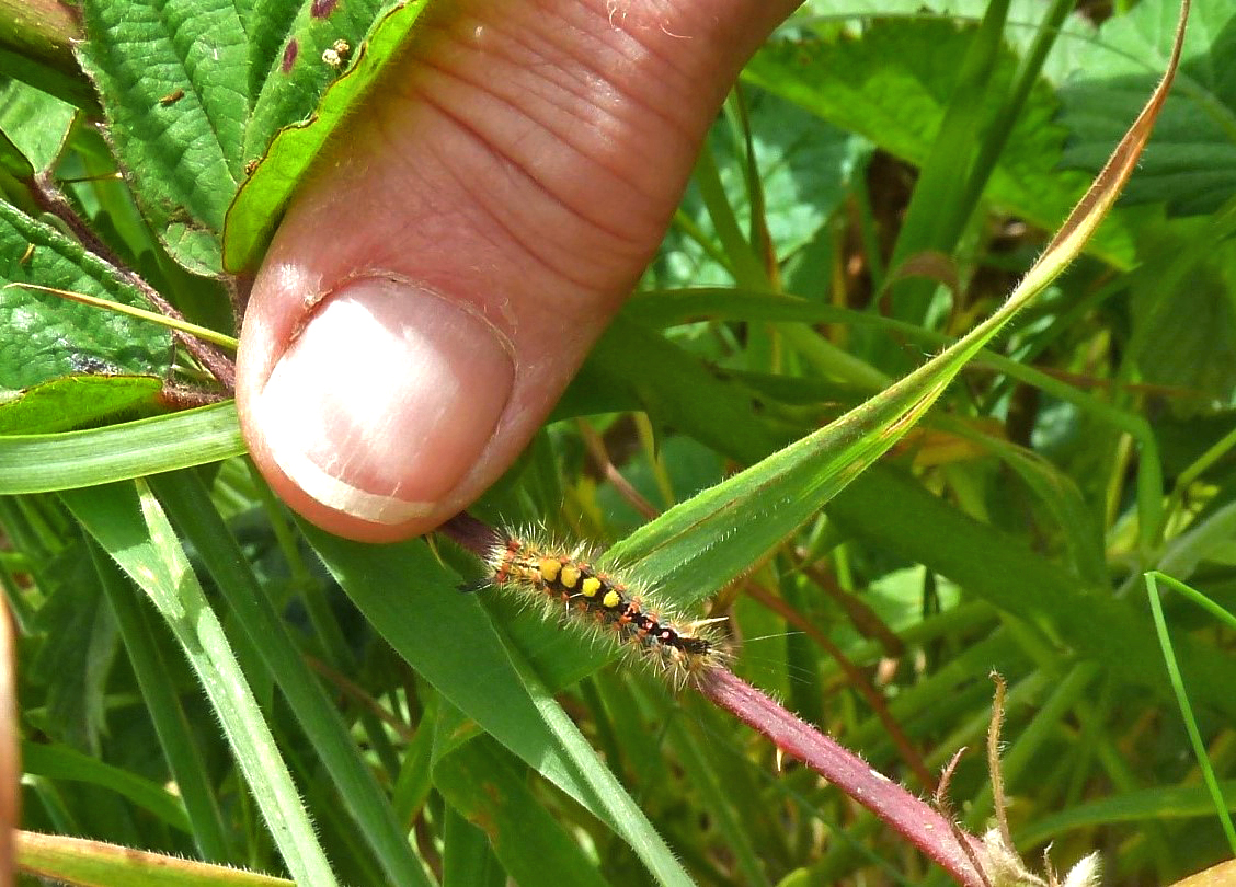 Vapourer Moth Larva, 21st June